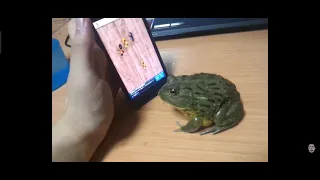 Angry frog bites finger .....😂