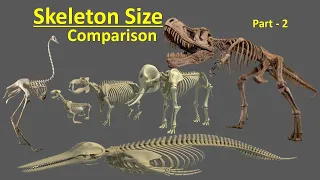 Skeleton Size Comparison Part-2 |World DataPack| Human | animal