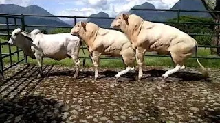 cow meeting video amazing crossing video new HD video 2022/for animals lovers