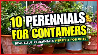 😍 CONTAINER GARDEN MAGIC! 😱 10 Beautiful Perennials Perfect for Pots - TRANSFORM Your Space! 🌼✨