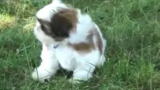 щенки ши тцу играют  Shih Tzu puppies are playing  8