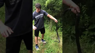 Black Racer Snakes Are Lightning Fast But Totally Harmless! #shorts