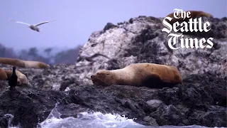 Are seals and sea lions affecting salmon recovery in the Salish Sea?