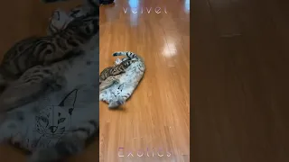 Serval Caracal Hybrid vs Bengal - BFF’s & Lovers ❤️