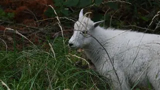 Mountain Goat Kid Named