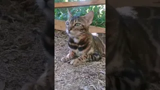 Ellie:BENGAL☀️ #shorts #bengalcat #cats #cute #catio #outdoors #july #cat #pets #catvideos #sun