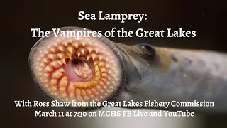 Sea Lamprey: the Vampires of the Great Lakes