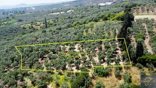 Erdek Belkıs Satılık Zeytinlik 1875m2 Deniz Manzaralı Araç Takas