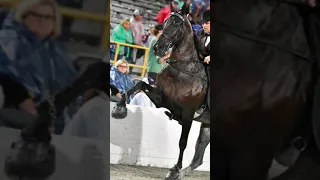 L'enfer des Tennessee Walker #chevaux #equitation
