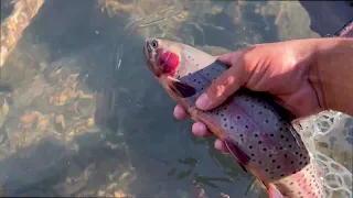 Hiking and Fly Fishing Rocky Mountain National Park | Volume 1