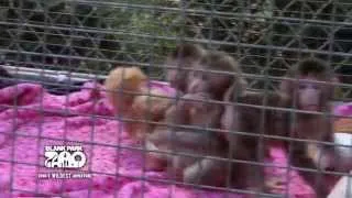 Japanese Macaques Turn One Month Old