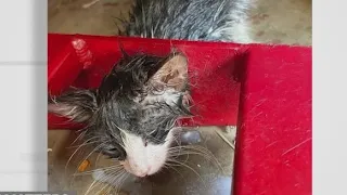 Firefighters save kitten that got stuck in metal car ramp