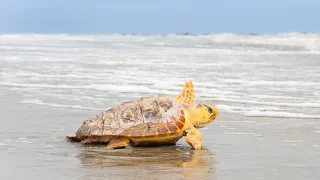 Rescue, Rehabilitate, and Release Cold Stunned Sea Turtles with Georgia Aquarium