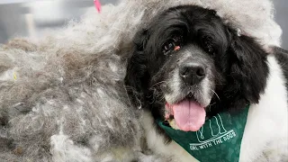 This dog literally exploded | Newfoundland Dog