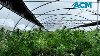 Cannabis farm with $60 million seized across regional Queensland properties