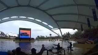 LORO PARQUE ORCA SHOW FULL SHOW