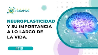 Neuroplasticidad y su importancia a lo largo de la vida