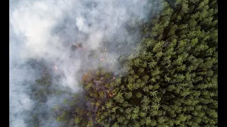 Greenpeace: лесные пожары в Сибири ускоряют глобальное потепление (Yle, Финляндия). Yle, Финляндия.