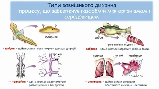 Дихання та газообмін у тварин  Органи дихання, їх різноманітність  online video cutter com