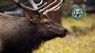 Livin' the Wildlife: Rocky Mountain Elk