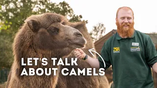 Let's Talk Bactrian Camels! | Paradise Wildlife Park