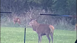 Hjortejagt- red deer hunting. Stag hunting In Danmark