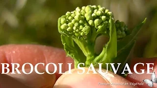 Le Brocoli sauvage, plante comestible en salade ou cuite.