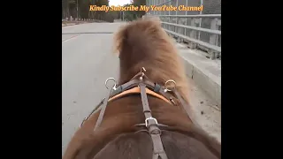 Horse Riding