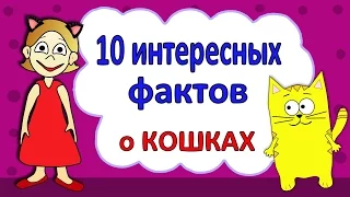 Интересные факты о кошках / Бабушка Шошо