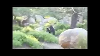 Bigfoot and Baby [stabilized with enhanced sound]