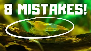 8 MISTAKES THAT KILL AQUARIUM SHRIMP!