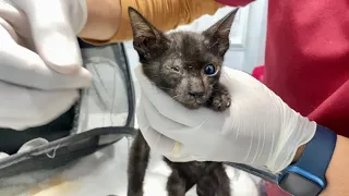Rescue poor kittens on the street | FTC Meow