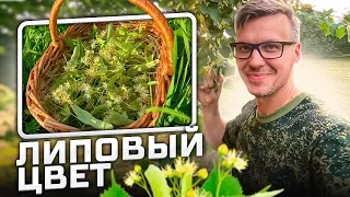 ЛИПОВЫЙ ЦВЕТ // ДОЛЖЕН БЫТЬ В КАЖДОМ ДОМЕ !