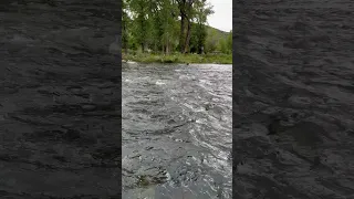 Golden retriever dog crosses river. #awesome #swimming #doglover #cute. #dogbreed