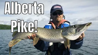 Crazy Pike and Walleye Action in Alberta |  Fish'n Canada