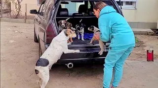 Mama Dog Reunited with her Stolen Puppies... She is Crying from Happiness