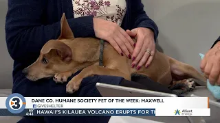 Pet-entially Yours: Meet Maxwell!