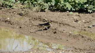 סנונית מערות Red rumped Swallow