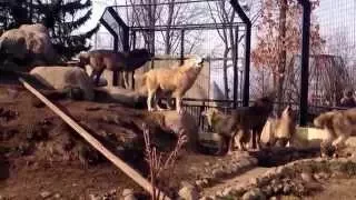 旭山動物園 オオカミ遠吠え 201504