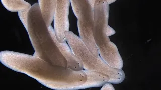 What Planarians Are Revealing About the Rules of Regeneration