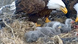 Decorah N2B 17/04/18  18:45 Dad then Mom stuff nestlings at dinner