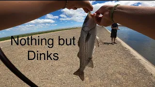 DMC Striper On 🔥🔥 but Just DINKS lol Striper fishing on 7/5/22