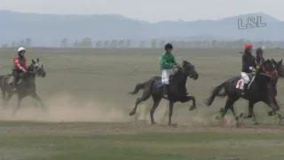 Рысь под седлом. Райкова 2016