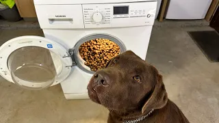 Experiment - Overloaded with Dog Food - Washing Machine