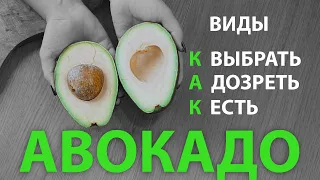 Три сорта АВОКАДО! Чем отличаются, как выбирать, хранить и применять.