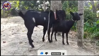 #Goat #meeting #blackbagal #goat #crossing #goatanimals