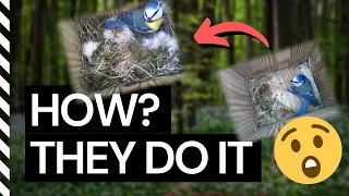 How Blue Tit Birds Build Their Nest - From Start to Finish