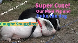 Mini Pig Betsy and Rescue Bulldog Duke are best friends! 🐷🐶