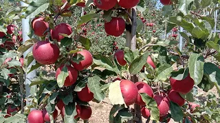 Successful High density #GalaSchniga and #KingRot apple orchards harvesting #pulwama #Kashmir