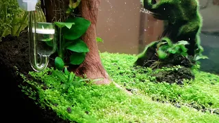 Nano akvarium 30l oxigen, Chihiros WRGB 30+tc4+CO2+Sunsun 603b(matrix1.5l+seachem purigen200ml)